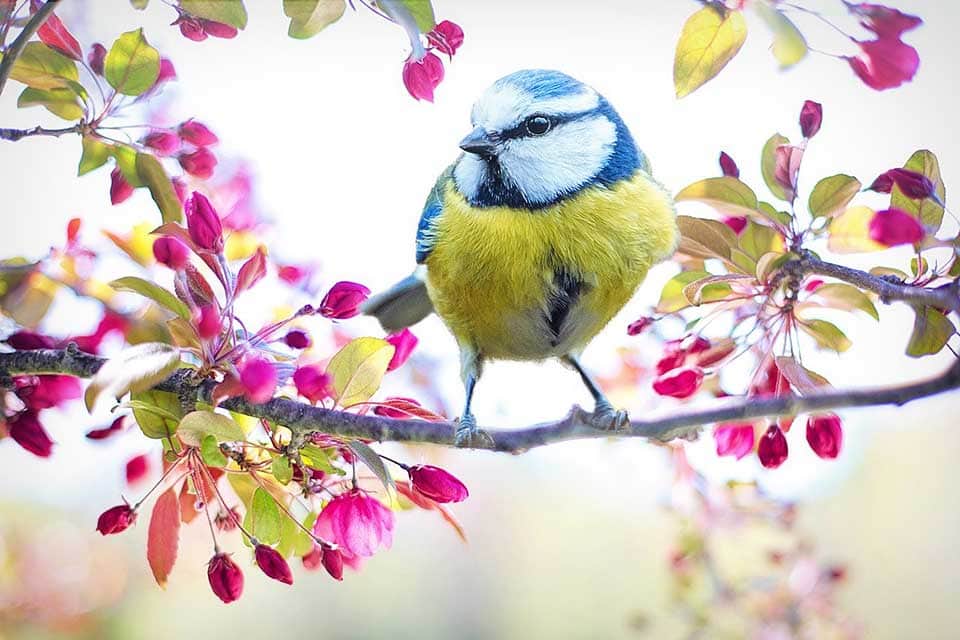 seasons in italian - spring bird