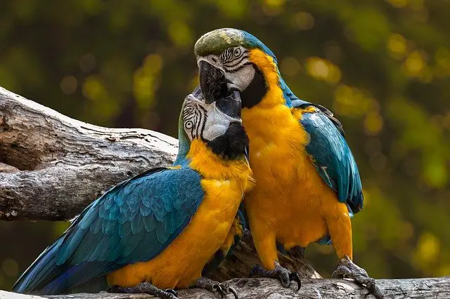 100 Animal Names in German from around the World 1
