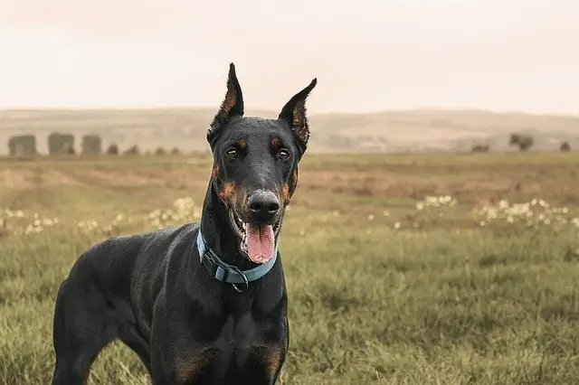 german dog names doberman