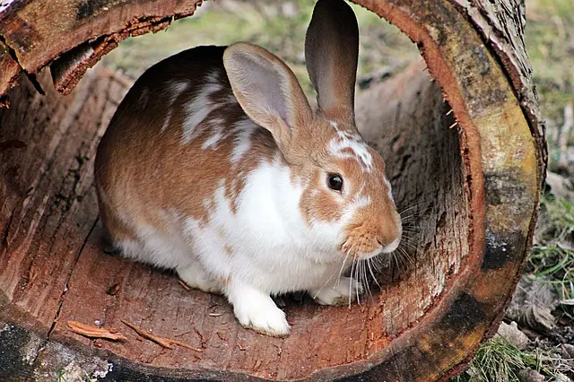 pet names in french - rabbit = lapin
