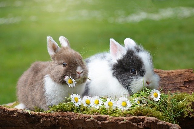 animals in german - rabbit - das kaninchen
