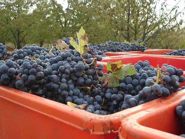 Italian grape harvest
