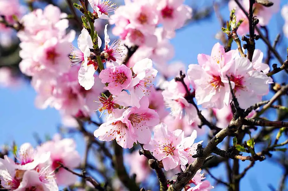 almond tree blossom in spring in spain