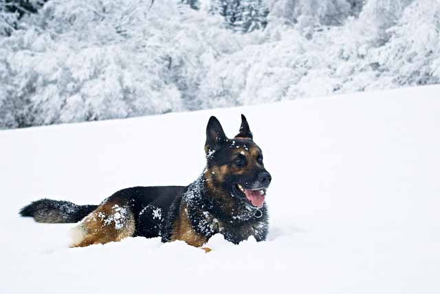 german shepherd snow