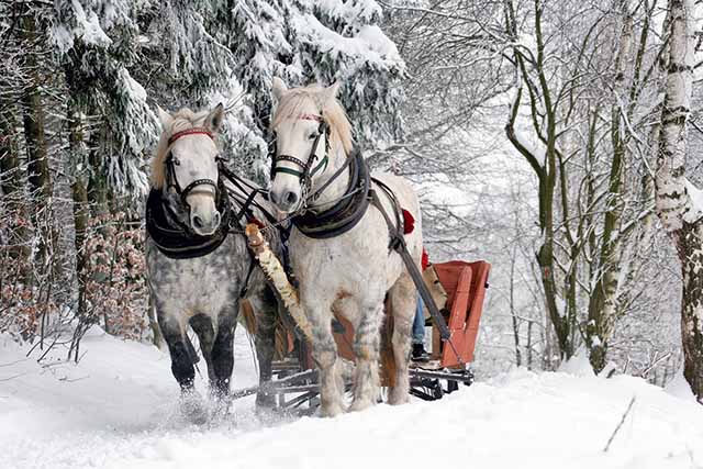 sleigh ride in the snow in german forest